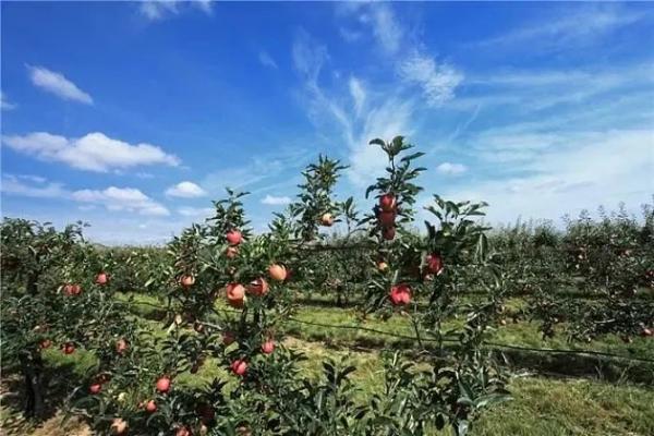 出口苹果必要什么手续？若何办理？