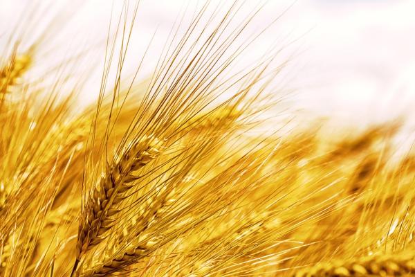 进境粮食加工存放企业登记办理流程