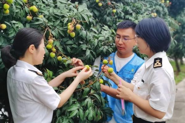出口荔枝必要办理哪些手续？