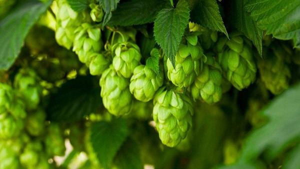 英国订正啤酒花及其制品进口尺度